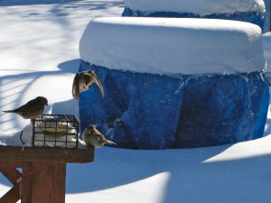 snow, winter, healthyspirituality.org