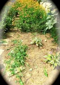 One of the many piles of weeds in my backyard garden