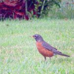 bird
