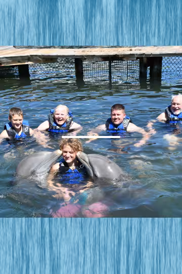 dolphins