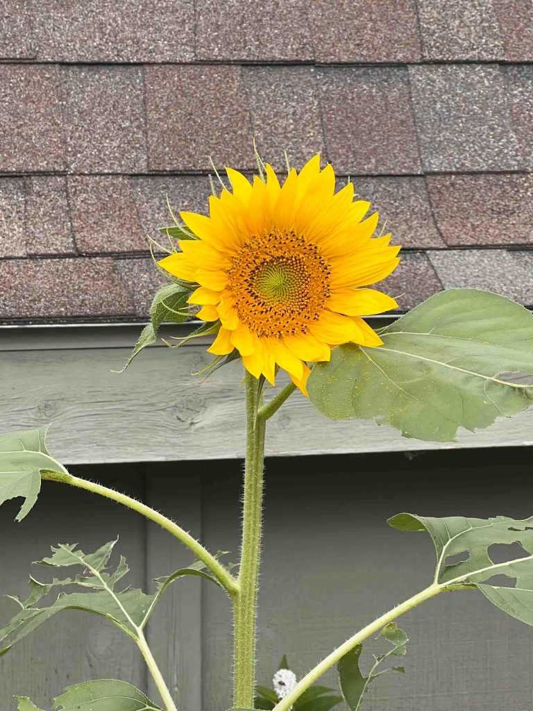 sunflower